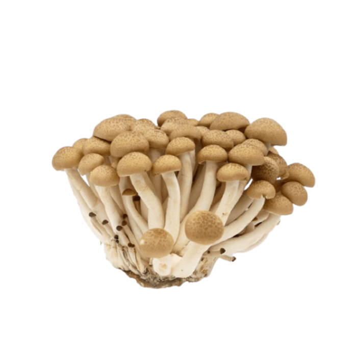 Fresh Shimeji Mushroom Brown 150gm China Fresh