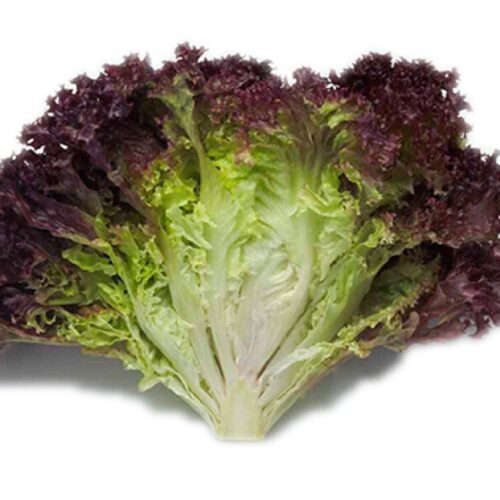 Farm Fresh Lollo Rosso Lettuce