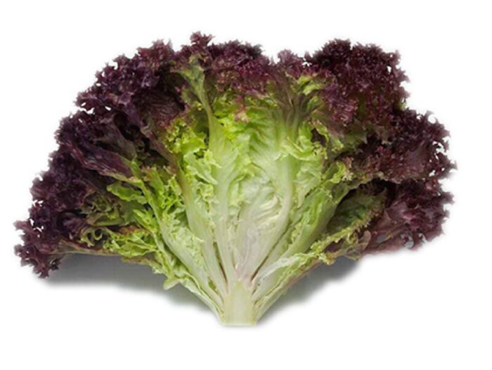Farm Fresh Lollo Rosso Lettuce