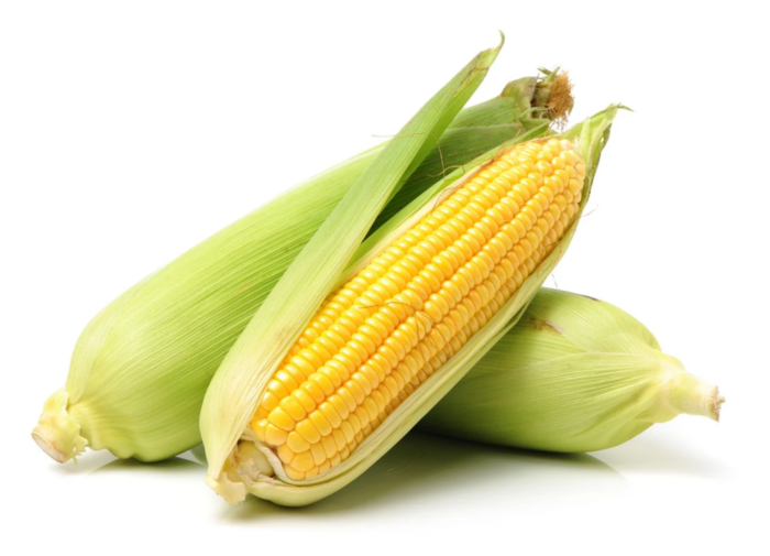 Fresh Sweet Corn
