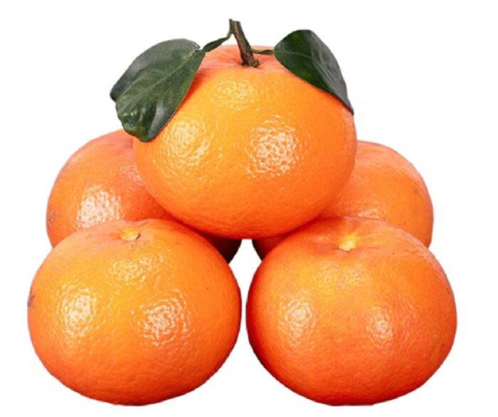 Gungxi Wuming Tangerine