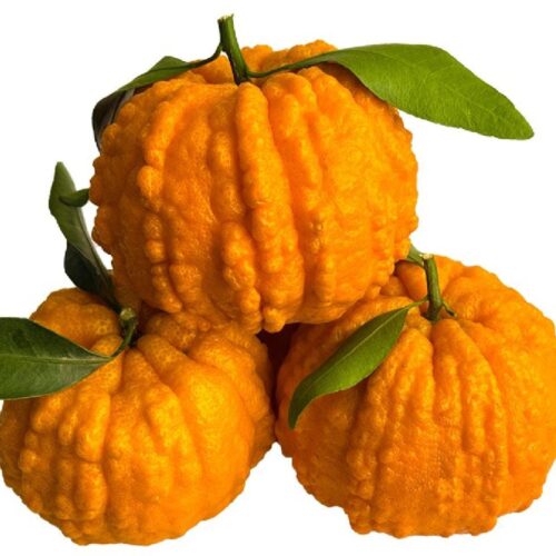 Sichuan Prosperity Pumpkin Orange