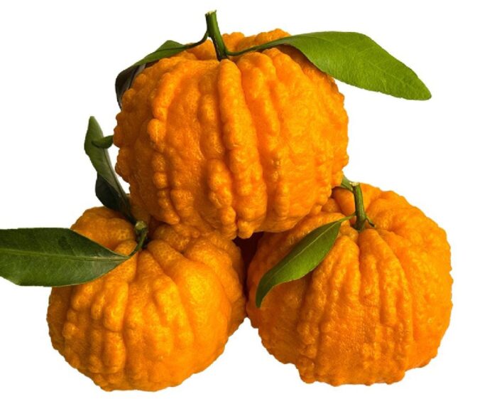 Sichuan Prosperity Pumpkin Orange